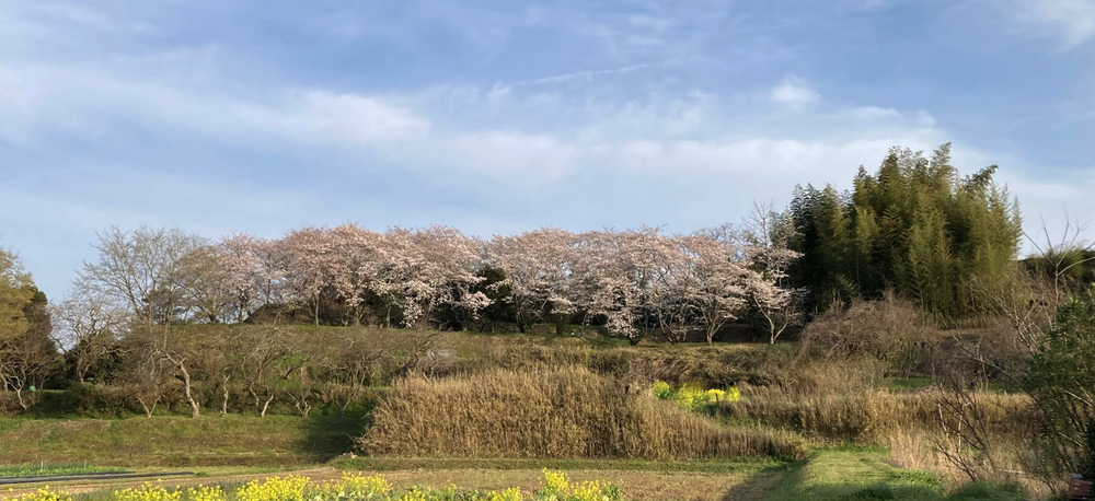 浦間茶臼山古墳の春